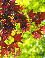 Image showing Japanese Maple