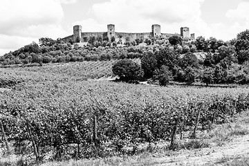 Image showing Wineyard in Tuscany