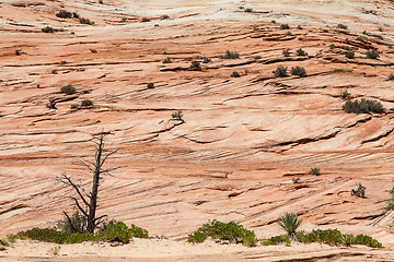 Image showing Zion National Park