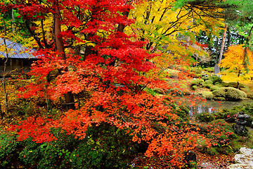 Image showing Maple tree in Japanese garden