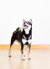 Image showing Black shiba inu dog 