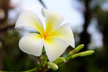 Image showing Plumeria blossom