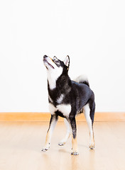 Image showing Black shiba dog at home