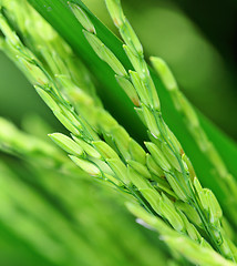 Image showing Paddy field