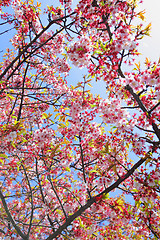 Image showing Sakura