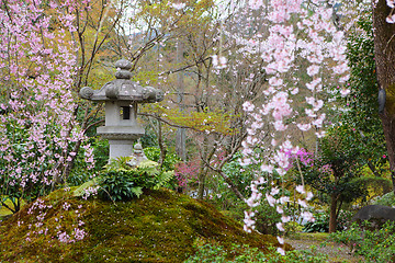 Image showing Japanese park with sakura tree
