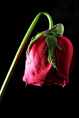 Image showing Wilted rose on black