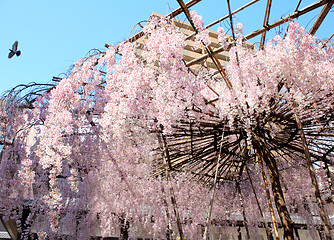 Image showing Sakura with stand