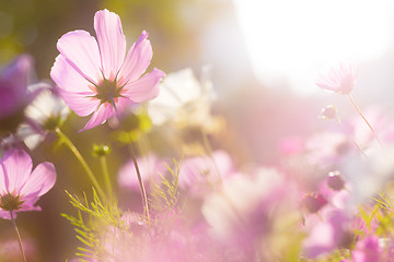 Image showing Cosmos flower in sunset 