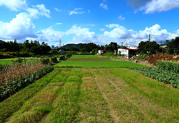 Image showing Paddy rice field