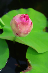 Image showing Lotus bud