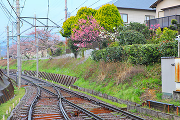 Image showing Railway with sakura tree