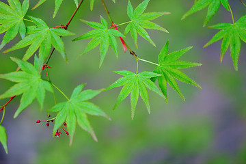 Image showing Green maple leaves