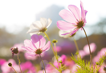 Image showing Violet daisy flower