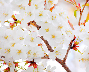 Image showing Sakura in white