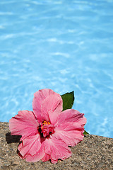 Image showing Hibiscus by Pool