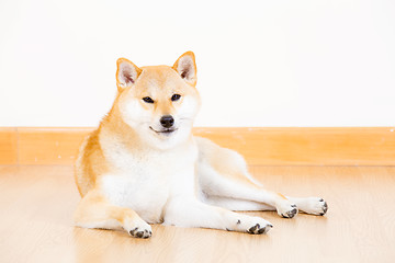 Image showing Japanese Shiba Inu dog