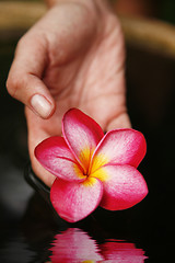 Image showing Hand and Flower