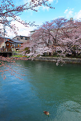 Image showing Lake Biwa Canal with sakura