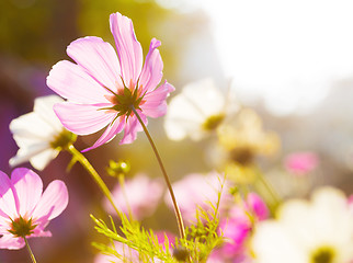 Image showing Different pink cosmos flower