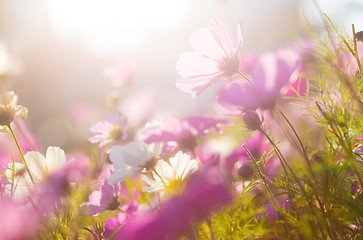 Image showing Chamomile in purple