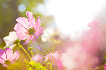 Image showing Cosmos flower