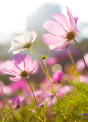 Image showing Daisy flower and sunlight 