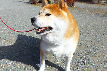 Image showing Shiba Inu dog outdoor