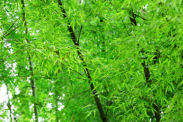 Image showing Summer green forest