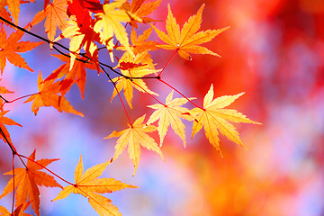 Image showing Autumnal maple leaves