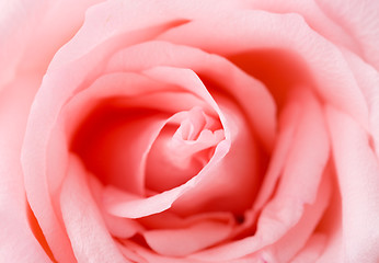 Image showing Pink rose texture