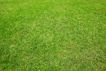 Image showing Green lawn