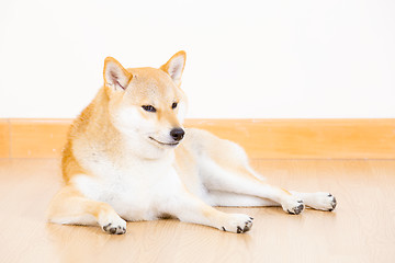 Image showing Shiba inu dog lying on floor