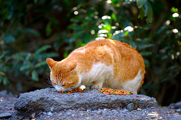 Image showing Street cat eating food on rock