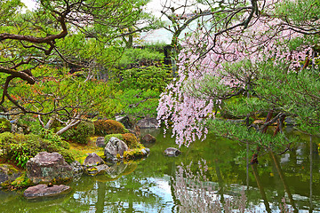 Image showing Japanese garden with sakura tree