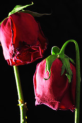 Image showing Wilted rose