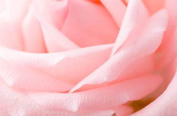 Image showing Pink rose macro