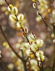 Image showing Willow branch