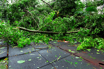 Image showing Broken tree after typhoon