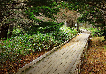 Image showing Wooden path in forest