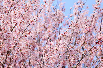 Image showing Cherry blossom