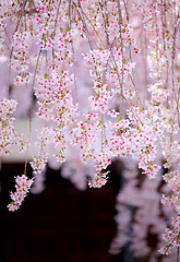 Image showing Cherry blossom