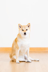 Image showing Shiba inu dog sitting on floor