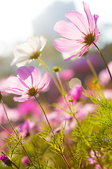 Image showing Blossom purple flower