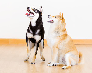 Image showing Two shiba dog at home