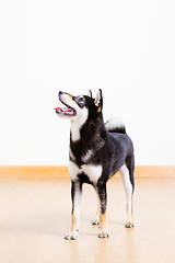 Image showing Black shiba inu dog 