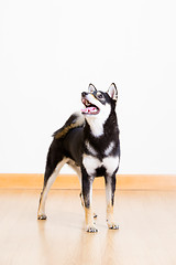 Image showing Shiba inu dog in black looking up