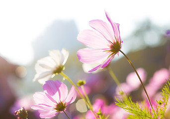 Image showing Purple daisy under sunlight