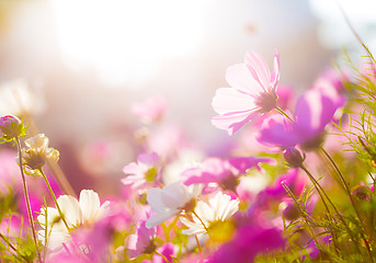 Image showing Daisy under sunlight