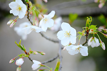Image showing White oriental cherry 